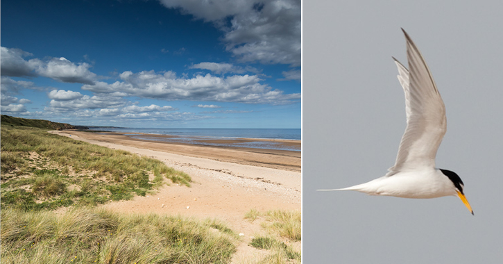 view of Crimdon Beach and Little Tern Sea bird